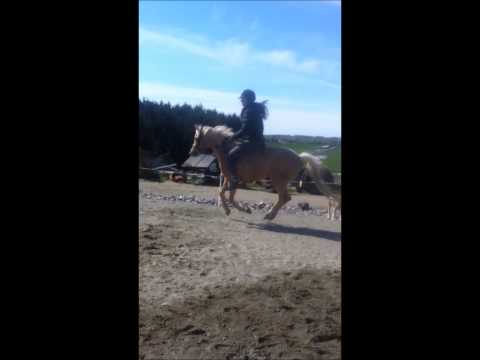 ALLROUNDPONNI SELGES - Chanell M - Kat.2