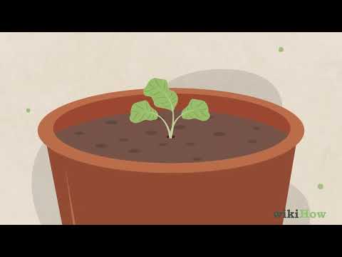 How to Grow Kale Indoors