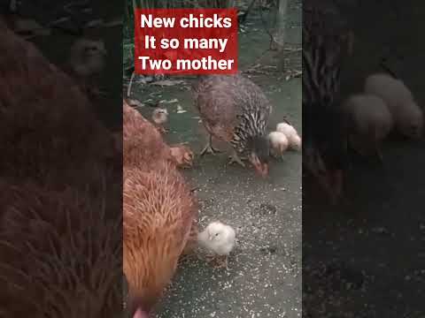 , title : 'new chicks'