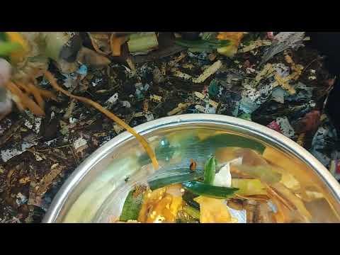 Day 8 part 1 , larger feeding for my 125 worms.   Worm farm 360.