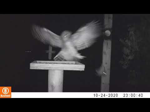 Barred Owl goes after Northern Flying Squirrel in slow motion