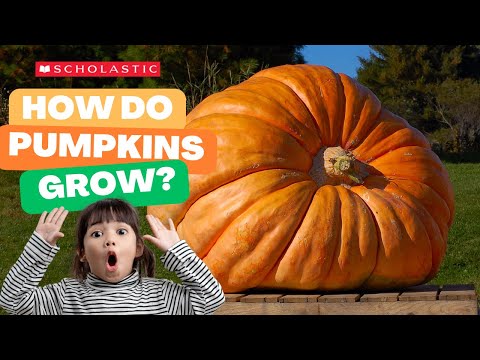 A Pumpkin 🎃 Grows  | STEM for Kids