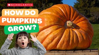 A Pumpkin 🎃 Grows  | STEM for Kids