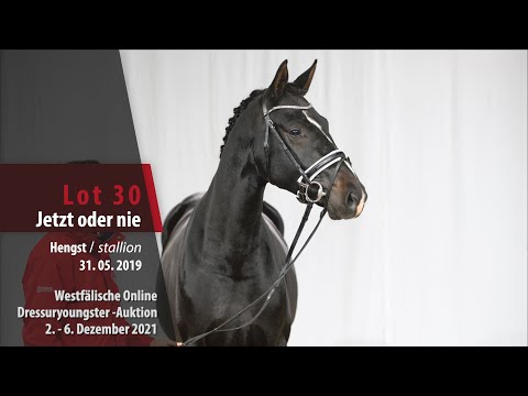 Online Dressuryoungster-Auktion Lot 30 Jetzt oder nie Hengst v. Jovian - Dimaggio