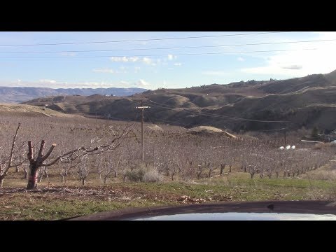 Grafting Season 2018 -  day 18 -  Need to run it by Coporate