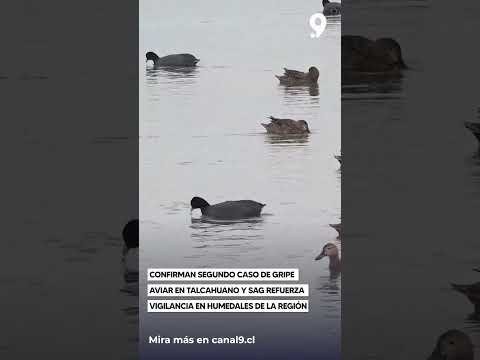 Confirman segundo caso de gripe aviar en Talcahuano y SAG refuerza vigilancia en humedales de la reg