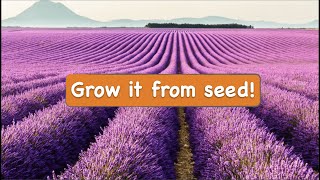 How to Grow Lavender from Seeds at Home