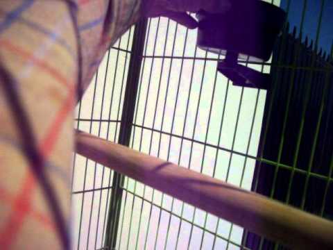 Guacamayera Saltillo   PROJAULA