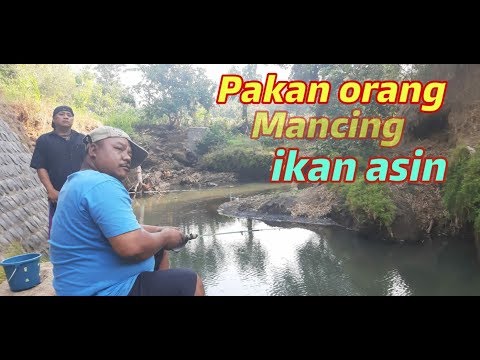 MAKAN ORANG MANCING IKAN ASIN-SPOT MANCING (video pendek) PAK NDUTT SENTON