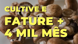 Cultivo e Comrcio de Cogumelo | Curso de Cultivo de Cogumelo #001 #002 #003