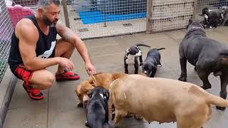 Mom protects her puppies from adult female.