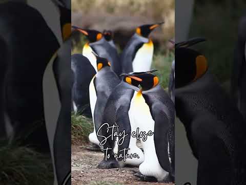 Tierra del Fuego, Patagonia: Discover the History of Estancia Caleta Josefina