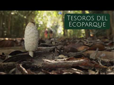 ¿Sabías que estas bellezas crecen en el Ecoparque de San Fernando? 🍄 | Buenos Aires