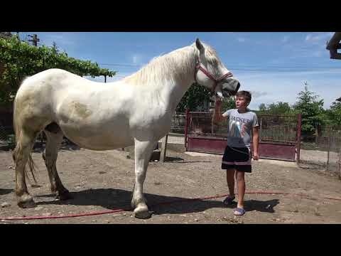 Caii lui Daniel de la Grindeni, Mures - 2020 Nou!!!