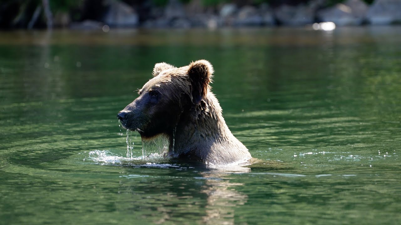 Bears