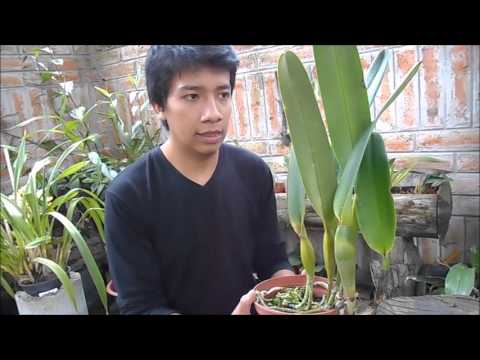 , title : 'Como cuidar orquídeas Cattleyas y Laelias || Orquiplanet'