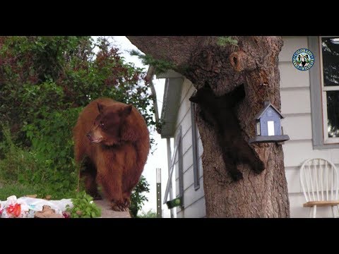 What to Do if You See a Bear