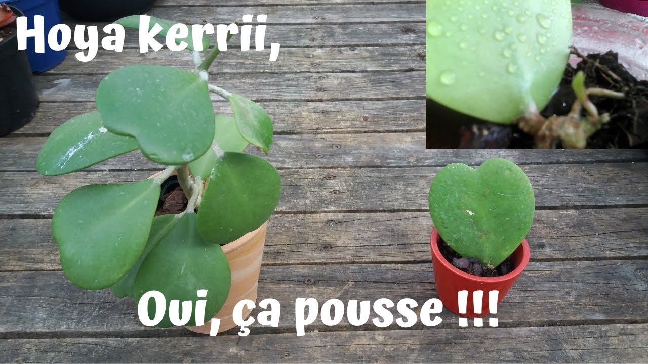 La feuille de hoya kerrii : ça pousse 