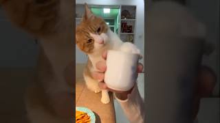 #cat #cute #catvideo #cutecat #funnyvideo #funny