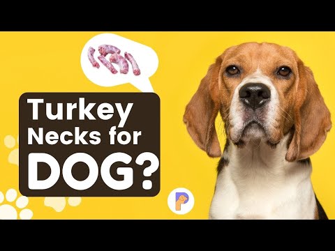 Top Tips: Turkey Necks for Dogs | Dr. Alex Crow | PetHealthGuru | Dog Food | Veterinarian Tips |