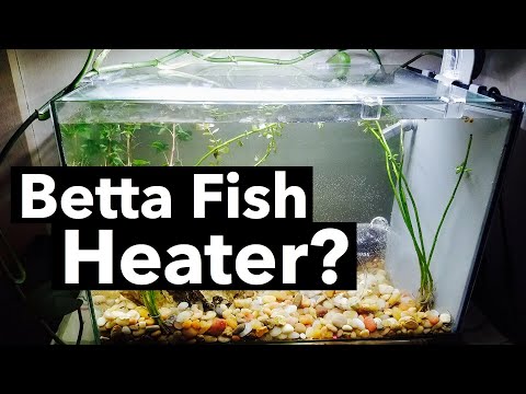 Do Betta Fish Need a Heater in their Tank?