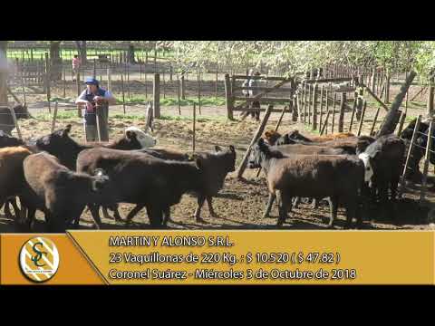 03-10-18 Venta de Hembras - Martin y Alonso S.R.L. - Coronel Suárez