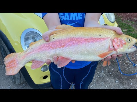 Youngins catching Bigguns!! GIANT GOLDEN RAINBOW TROUT!!