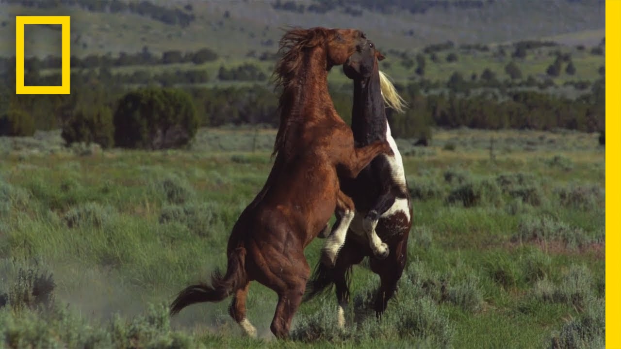 Untamed Mini Series Trailer | Untamed Americas