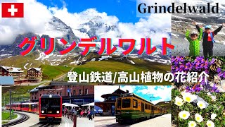 【スイスアルプス絶景】グリンデルワルト登山鉄道の旅クライネシャイデック、アイガーグレッチャーを散策/高山植物の花/Grindelwald/Kleine Scheidegg/Eigergletscher