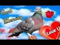 Good Morning Status Good Morning Shayari Good Morning Video Good Morning