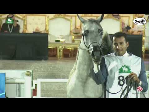 N 80 YAMAMAH AL OYANNAH   2021 KING ABDULAZIZ ARABIAN HORSE CENTER SHOW   Fillies 2 Years Old Class