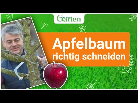 Schritt für Schritt: Apfelbaum richtig schneiden - Gartentutorial für gesunde Früchte