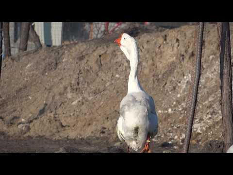 06.02.2018.Video 9.RUSLAN & NATASHA.Olympus Farm.