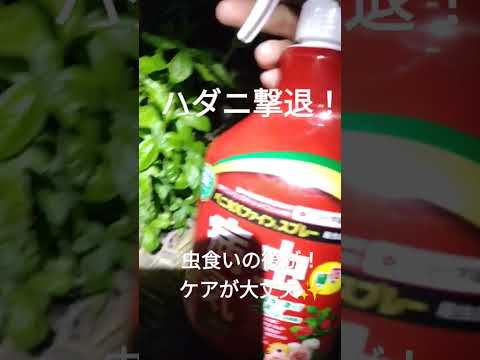 植物の病気を自然に治療する方法 カモミール注入