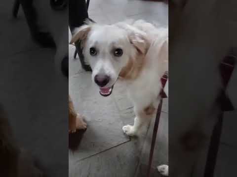 Video di SALVO