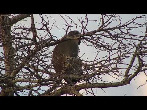 Djuma: Vervet Monkey in the community nesting tree on Open Area  - 07:14 - 06/29/2023