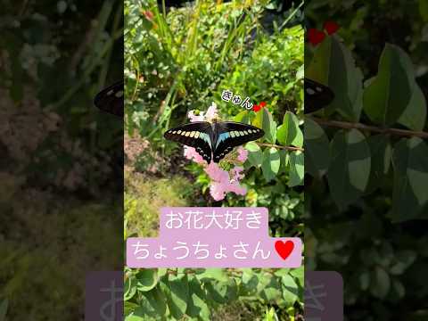 蝶を惹きつけるもの 農薬を避ける 殺虫剤 有機園芸 芝生を残す