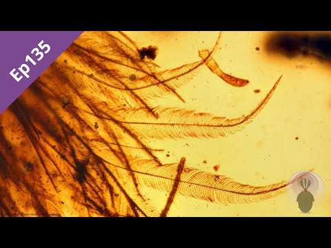 Episode 135: Burmese Amber Pt2