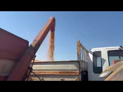 Harvest season in Mpumalanga, Limpopo and Northwest