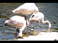 The Lesser Flamingos Of Timbavati Wildlife Park
