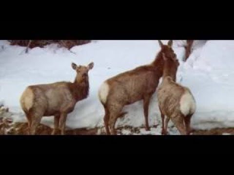 Ray Mears' Bushcraft S01E03 - Jungle Trek