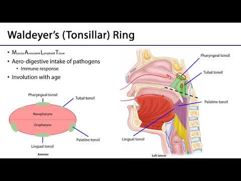 Waldeyer's Ring LO6 - M1 Anatomy Learning Objectives