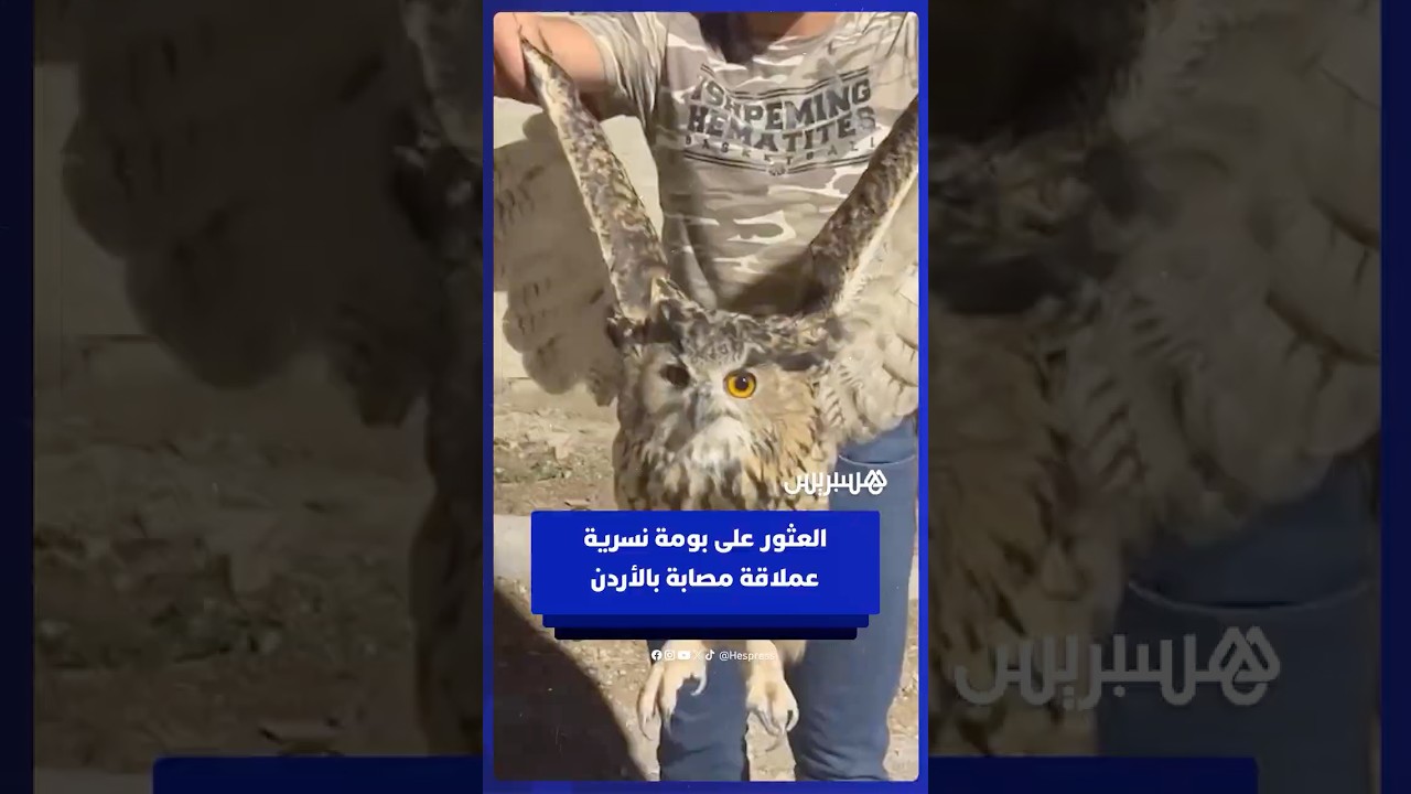 العثور على بومة نسرية عملاقة مصابة بالأردن وتسليمها للجمعية الملكية لحماية الطبيعة thumbnail