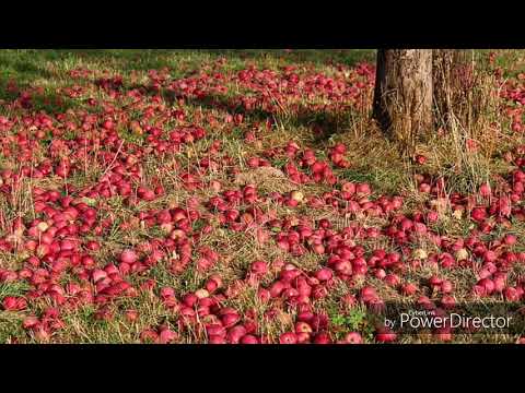 VERY NICE 400 FRUITS NAME.