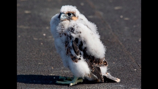 Peregrine falcon chick unexpectedly takes maiden flight