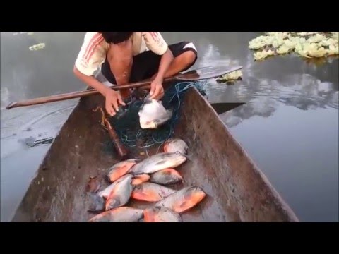 Jungle Amazone Adventure - Pérou - Le filet de pêche et les Piranha!!