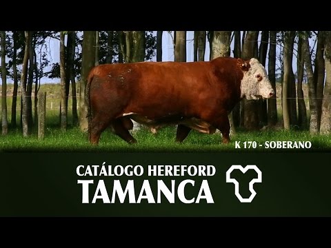 Estância Tamanca - Lotes ofertados - V Remate Especial  Tamanca e Rincão -