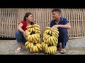 Harvesting Bananas & Preserving them until ripe to sell at the market - Living With Nature