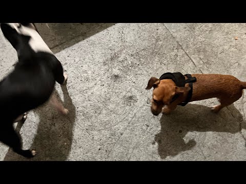 maz g - notigang (prod xaviersobased)