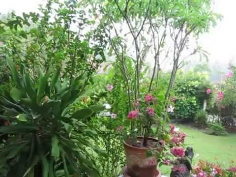 Äntligen regn över Huay Yang och åskan mullrar